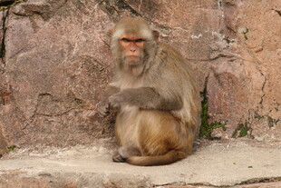 独坐的猴子