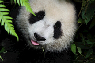 吐舌卖萌的可爱大熊猫