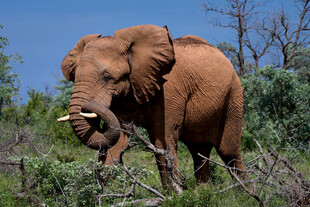 野外大象于灌木丛中进食