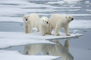 冰原上的北极熊一家
