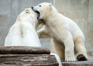 两只北极熊互动玩耍