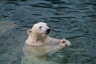 水中嬉戏的北极熊