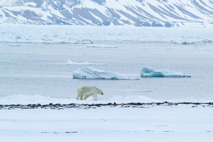 北极冰原上的北极熊