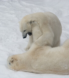 雪地中嬉戏的两只北极熊