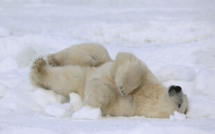 雪地中嬉戏的北极熊