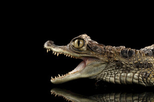 张嘴的鳄鱼特写
