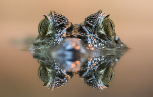 对称抽象艺术图案