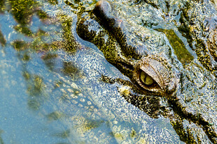 水中鳄鱼特写
