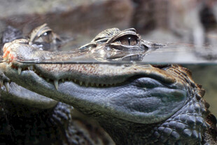 鳄鱼嘴中藏着的小鸟奇观