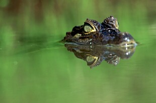 水中鳄鱼头部特写