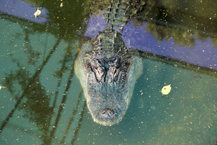 水中鳄鱼头部特写