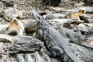 一群鳄鱼聚集在岸边