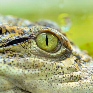 鳄鱼锐利双眼特写