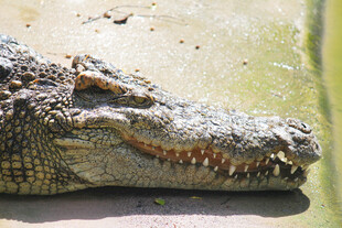鳄鱼特写