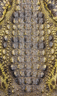 鳄鱼皮肤纹理特写