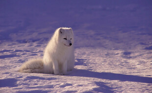 雪地中的白色小狗