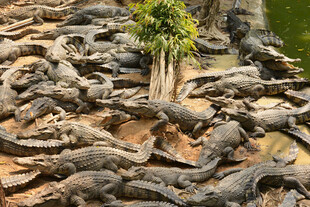 群鳄聚集在树下