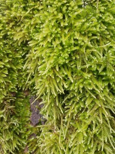 翠绿繁茂的丛生苔藓植物