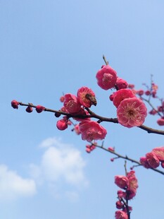 枝头红梅绽蓝天蜜蜂