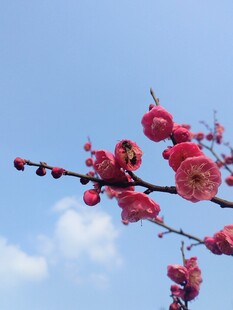 蜜蜂枝头红梅绽蓝天