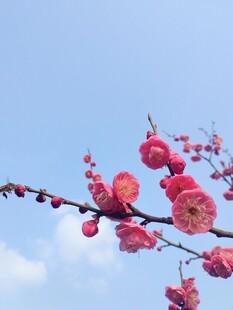 蜜蜂飞上枝头红梅绽