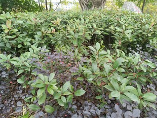 绿叶繁茂的植物景观