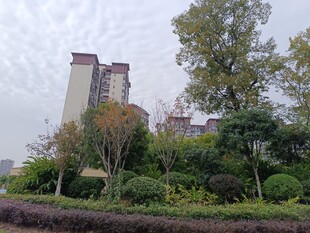 城市绿植环绕的建筑景观