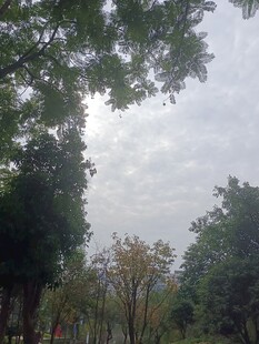 林间树木与朦胧天空景色