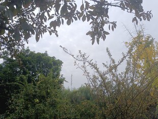 户外繁茂绿植景观