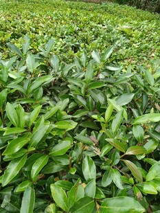 翠绿繁茂的茶叶种植园