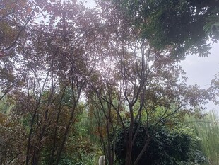 雨中绽放的繁茂花木