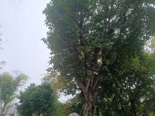 高大繁茂的树木