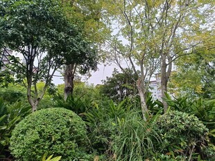 绿意盎然的园林景观