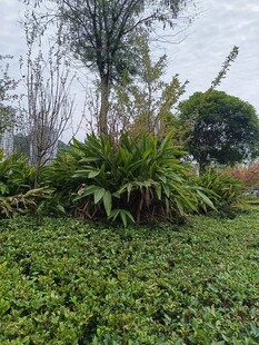 绿意盎然的户外植物景观