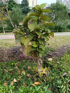 庭院中的绿植小树