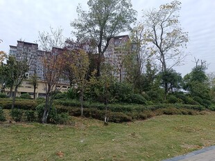 小区周边绿植环绕景观