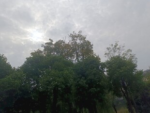 树林上方的多云天空