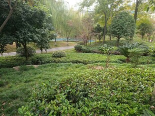 绿意盎然的林间花园