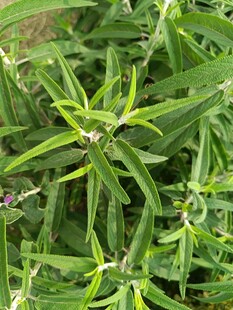 翠绿细长叶片的植物