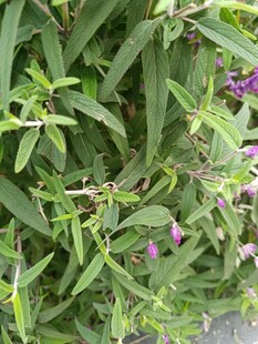 绿叶丛中的紫色小花