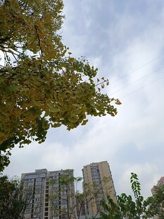 绿树掩映下的高层住宅