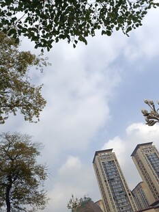 城市高楼与树梢的景致