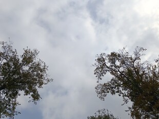 仰望天空中的树木枝叶