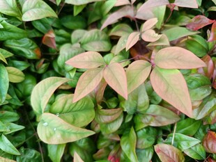 多彩叶片植物特写