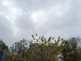 阴天中的树木与天空