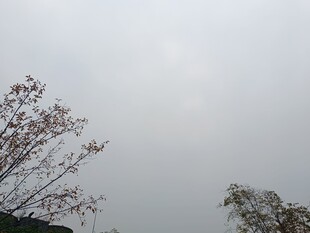 阴天中的树木枝干景象