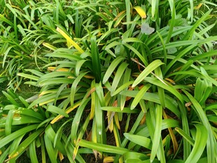 翠绿繁茂的草丛景观