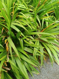 翠绿繁茂的丛生植物