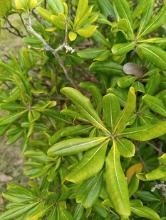 翠绿繁茂的植物叶片