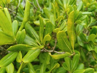 绿叶丛中的隐匿蜥蜴